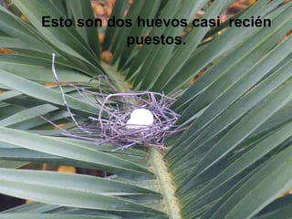 Esto son dos huevos casi  recién puestos. 