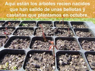 Aquí están los árboles recien nacidos que han salido de unas bellotas y castañas que plantamos en octubre. 
