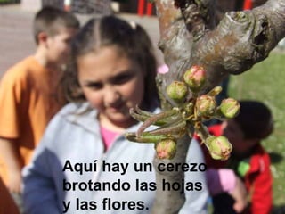 Aquí hay un cerezo brotando las hojas y las flores. 