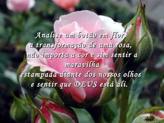 Analise um botão em flor, Analise um botão em flor, 
a transformação de uma rosa,a transformação de uma rosa,
não importa a cor e sim sentir anão importa a cor e sim sentir a
maravilhamaravilha
estampada diante dos nossos olhosestampada diante dos nossos olhos
e sentir que DEUS está ali.  e sentir que DEUS está ali.  
 
