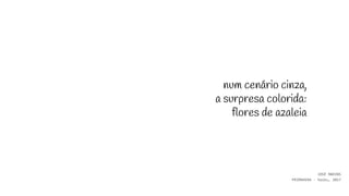 num cenário cinza,
a surpresa colorida:
flores de azaleia
JOSÉ MARINS
PRIMAVERA - haiku, 2017
 
