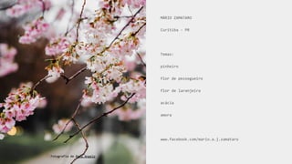 MÁRIO ZAMATARO
Curitiba - PR
Temas:
pinheiro
flor de pessegueiro
flor de laranjeira
acácia
amora
www.facebook.com/mario.a.j.zamataro
Fotografia de Redd Angelo
 