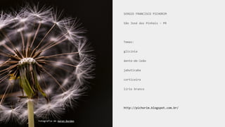 SERGIO FRANCISCO PICHORIM
São José dos Pinhais - PR
Temas:
glicínia
dente-de-leão
jabuticaba
corticeira
lírio branco
http://pichorim.blogspot.com.br/
Fotografia de Aaron Burden
 