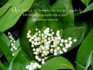 “ O gni fiore è un tempio divino nel quale la Divinità si manifesta a noi” Paramahansa Yogananda 