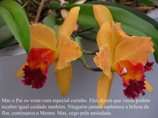 Mas o Pai os veste com especial carinho. Eles dizem que vocês podem
receber igual cuidado também. Ninguém jamais suplantou a beleza da
flor, continuava o Mestre. Mas, cego pela ansiedade.
 
