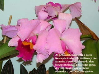 As pétalas lançadas sobre a noiva
foram pisoteadas pela indiferença que
assassina o amor. As flores do altar
foram substituídas pelas togas pretas
dos magistrados, que declaram
separados o que Deus não ajuntou.
 