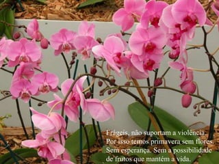 Frágeis, não suportam a violência.
Por isso temos primavera sem flores.
Sem esperança. Sem a possibilidade
de frutos que mantém a vida.
 