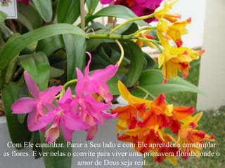 Com Ele caminhar. Parar a Seu lado e com Ele aprender a contemplar
as flores. E ver nelas o convite para viver uma primavera florida, onde o
amor de Deus seja real.
 