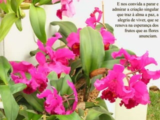 E nos convida a parar e
admirar a criação singular
que traz à alma a paz, a
alegria de viver, que se
renova na esperança dos
frutos que as flores
anunciam.
 