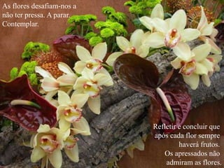 As flores desafiam-nos a
não ter pressa. A parar.
Contemplar.
Refletir e concluir que
após cada flor sempre
haverá frutos.
Os apressados não
admiram as flores.
 