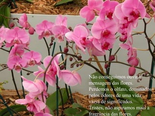 Não conseguimos ouvir a
mensagem das flores.
Perdemos o olfato, dominados
pelos odores de uma vida
vazia de significados.
Tristes, não aspiramos mais a
fragrância das flores.
 