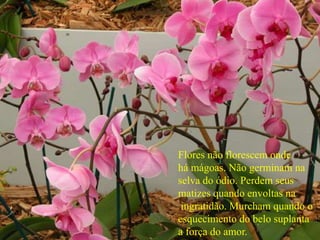 Flores não florescem onde
há mágoas. Não germinam na
selva do ódio. Perdem seus
matizes quando envoltas na
ingratidão. Murcham quando o
esquecimento do belo suplanta
a força do amor.
 
