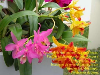 A sociedade está mergulhada em tristeza.
Pessoas infelizes por desconhecerem a
beleza das flores.
Incapazes de se emocionar com um
simples lírio do campo.
Precisamos de Jesus.
 