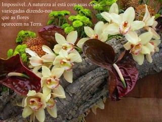 Impossível. A natureza aí está com suas cores
variegadas dizendo-nos
que as flores
aparecem na Terra.
 