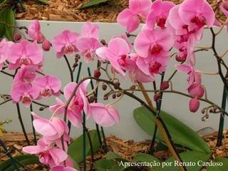 Apresentação por Renato Cardoso
 