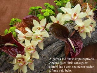 Algumas são quase imperceptíveis.
Apenas os colibris conseguem
admirá-las e com seu néctar saciar
a fome pelo belo.
 