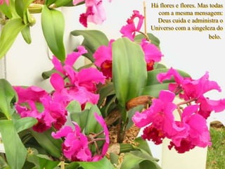 Há flores e flores. Mas todas
com a mesma mensagem:
Deus cuida e administra o
Universo com a singeleza do
belo.
 