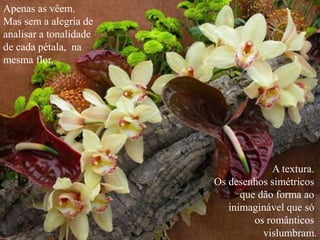 Apenas as vêem.
Mas sem a alegria de
analisar a tonalidade
de cada pétala, na
mesma flor.
A textura.
Os desenhos simétricos
que dão forma ao
inimaginável que só
os românticos
vislumbram.
 