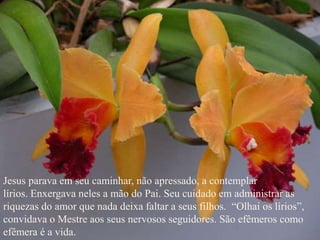 Jesus parava em seu caminhar, não apressado, a contemplar
lírios. Enxergava neles a mão do Pai. Seu cuidado em administrar as
riquezas do amor que nada deixa faltar a seus filhos. “Olhai os lírios”,
convidava o Mestre aos seus nervosos seguidores. São efêmeros como
efêmera é a vida.
 