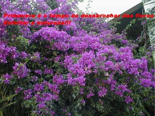 Primavera é o tempo do desabrochar das flores
Enfeitar a natureza!!!
 
