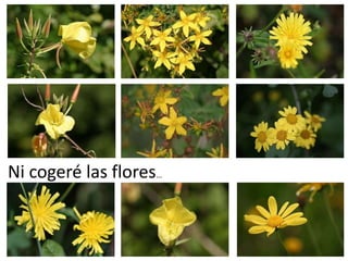 Ni cogeré las flores…
 