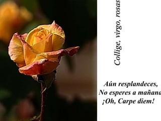 Collige, virgo, rosa
  Aún resplandeces,
No esperes a mañana
 ¡Oh, Carpe diem!
 