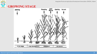 Integrated Rural and Agricultural Development Association (IRADA), Satara
Advanced Irrigation and Precision Agriculture 20
GROWING STAGE
 