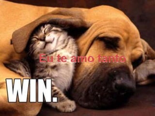 Segundo slideEu te amo tanto