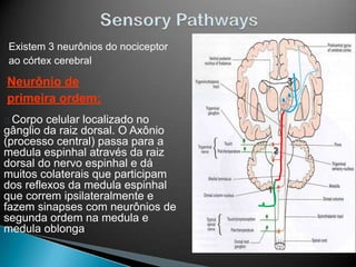 Pain information
travels up the spinal
cord through the
spinothalamic track
(2 parts)
• Aviso imediato da presença,
locali...