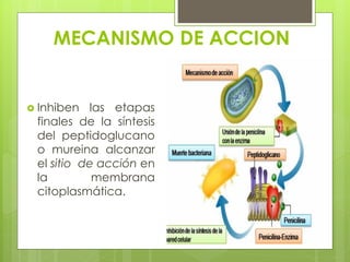 MECANISMO DE ACCION

 Inhiben

las etapas
finales de la síntesis
del peptidoglucano
o mureina alcanzar
el sitio de acción en
la
membrana
citoplasmática.

 