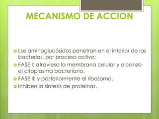 MECANISMO DE ACCION

 Los

aminoglucósidos penetran en el interior de las
bacterias, por proceso activo:
 FASE I: atraviesa la membrana celular y alcanza
el citoplasma bacteriano.
 FASE II: y posteriormente el ribosoma.
 Inhiben la síntesis de proteínas.

 