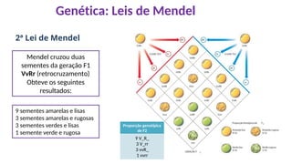 PRIMEIRA E SEGUNDA LEI DE MENDEL Profa Ana Vitória Dantas (1).pdf