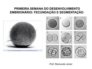 PRIMEIRA SEMANA DO DESENVOLVIMENTO
EMBRIONÁRIO: FECUNDAÇÃO E SEGMENTAÇÃO.
Prof. Raimundo Júnior
 
