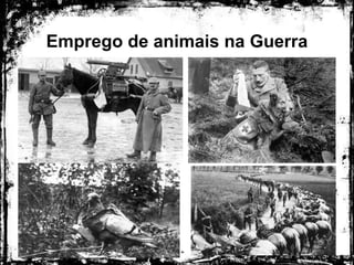 Emprego de animais na Guerra
 