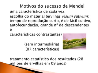 Motivos do sucesso de Mendel
uma característica de cada vez;
escolha do material (ervilhas Pisum sativum:
tempo de reprodução curto, é de fácil cultivo,
autofecundação, grande nº de descendentes
e
características contrastantes)

        (sem intermediária)
         (07 características)

tratamento estatístico dos resultados (28
mil pés de ervilhas em 09 anos)
 