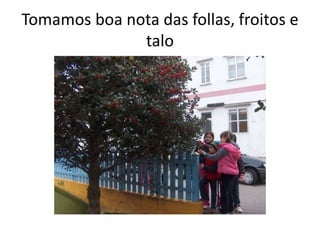 Tomamos boa nota das follas, froitos e
talo
 
