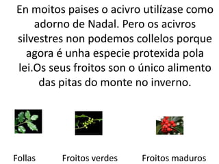 En moitos paises o acivro utilízase como
adorno de Nadal. Pero os acivros
silvestres non podemos collelos porque
agora é unha especie protexida pola
lei.Os seus froitos son o único alimento
das pitas do monte no inverno.
Follas Froitos verdes Froitos maduros
 
