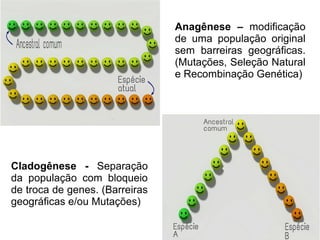 Anagênese – modificação
de uma população original
sem barreiras geográficas.
(Mutações, Seleção Natural
e Recombinação Genética)
Cladogênese - Separação
da população com bloqueio
de troca de genes. (Barreiras
geográficas e/ou Mutações)
 
