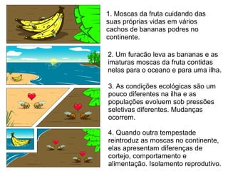 1. Moscas da fruta cuidando das
suas próprias vidas em vários
cachos de bananas podres no
continente.
2. Um furacão leva as bananas e as
imaturas moscas da fruta contidas
nelas para o oceano e para uma ilha.
3. As condições ecológicas são um
pouco diferentes na ilha e as
populações evoluem sob pressões
seletivas diferentes. Mudanças
ocorrem.
4. Quando outra tempestade
reintroduz as moscas no continente,
elas apresentam diferenças de
cortejo, comportamento e
alimentação. Isolamento reprodutivo.
 