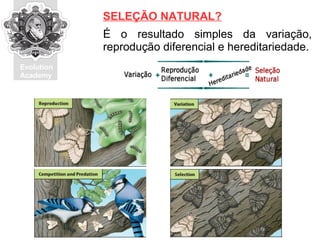 Evolution
Academy
É o resultado simples da variação,
reprodução diferencial e hereditariedade.
SELEÇÃO NATURAL?
 