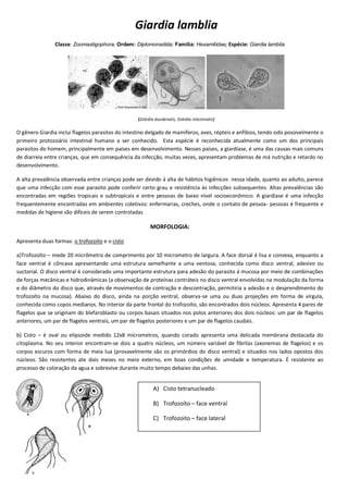Giardia lamblia
Classe: Zoomastigophora; Ordem: Diplomonadida; Família: Hexamitidae; Espécie: Giardia lamblia
(Giárdia duodenalis, Giárdia intestinalis)
O gênero Giardia inclui flagelos parasitos do intestino delgado de mamíferos, aves, répteis e anfíbios, tendo sido possivelmente o
primeiro protozoário intestinal humano a ser conhecido. Esta espécie é reconhecida atualmente como um dos principais
parasitos do homem, principalmente em países em desenvolvimento. Nesses países, a giardíase, é uma das causas mais comuns
de diarreia entre crianças, que em consequência da infecção, muitas vezes, apresentam problemas de má nutrição e retardo no
desenvolvimento.
A alta prevalência observada entre crianças pode ser devido á alta de hábitos higiênicos nessa idade, quanto ao adulto, parece
que uma infecção com esse parasito pode conferir certo grau e resistência às infecções subsequentes. Altas prevalências são
encontradas em regiões tropicais e subtropicais e entre pessoas de baixo nível socioeconômico. A giardíase é uma infecção
frequentemente encontradas em ambientes coletivos: enfermarias, creches, onde o contato de pessoa- pessoas é frequente e
medidas de higiene são difíceis de serem controladas
MORFOLOGIA:
Apresenta duas formas: o trofozoíto e o cisto
a)Trofozoíto – mede 20 micrômetro de comprimento por 10 micrometro de largura. A face dorsal é lisa e convexa, enquanto a
face ventral é côncava apresentando uma estrutura semelhante a uma ventosa, conhecida como disco ventral, adesivo ou
suctorial. O disco ventral é considerado uma importante estrutura para adesão do parasito á mucosa por meio de combinações
de forças mecânicas e hidrodinâmicas (a observação de proteínas contráteis no disco ventral envolvidas na modulação da forma
e do diâmetro do disco que, através de movimentos de contração e descontração, permitiria a adesão e o desprendimento do
trofozoíto na mucosa). Abaixo do disco, ainda na porção ventral, observa-se uma ou duas projeções em forma de vírgula,
conhecida como copos medianos. No interior da parte frontal do trofozoíto, são encontrados dois núcleos. Apresenta 4 pares de
flagelos que se originam do blefaroblasto ou corpos basais situados nos polos anteriores dos dois núcleos: um par de flagelos
anteriores, um par de flagelos ventrais, um par de flagelos posteriores e um par de flagelos caudais.
b) Cisto – é oval ou elipsoide medido 12x8 micrometros, quando corado apresenta uma delicada membrana destacada do
citoplasma. No seu interior encontram-se dois a quatro núcleos, um número variável de fibrilas (axonemas de flagelos) e os
corpos escuros com forma de meia lua (provavelmente são os primórdios do disco ventral) e situados nos lados opostos dos
núcleos. São resistentes ate dois meses no meio externo, em boas condições de umidade e temperatura. É resistente ao
processo de coloração da agua e sobrevive durante muito tempo debaixo das unhas.
A) Cisto tetranucleado
B) Trofozoíto – face ventral
C) Trofozoito – face lateral
 