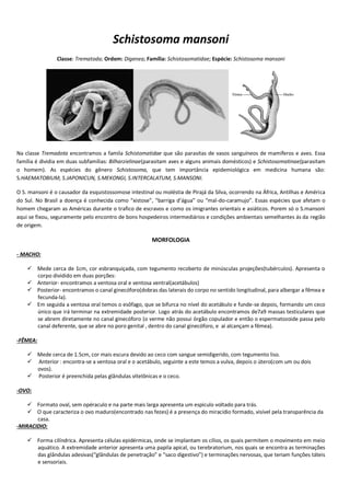 Schistosoma mansoni
Classe: Trematoda; Ordem: Digenea; Família: Schistosomatidae; Espécie: Schistosoma mansoni
Na classe Tremadota encontramos a famila Schistomatidae que são parasitas de vasos sanguíneos de mamíferos e aves. Essa
família é dividia em duas subfamílias: Bilharzielinae(parasitam aves e alguns animais domésticos) e Schistosomatinae(parasitam
o homem). As espécies do gênero Schistosoma, que tem importância epidemiológica em medicina humana são:
S.HAEMATOBIUM, S.JAPONICUN, S.MEKONGI, S.INTERCALATUM, S.MANSONI.
O S. mansoni é o causador da esquistossomose intestinal ou moléstia de Pirajá da Silva, ocorrendo na África, Antilhas e América
do Sul. No Brasil a doença é conhecida como “xistose”, “barriga d’água” ou “mal-do-caramujo”. Essas espécies que afetam o
homem chegaram as Américas durante o trafico de escravos e como os imigrantes orientais e asiáticos. Porem só o S.mansoni
aqui se fixou, seguramente pelo encontro de bons hospedeiros intermediários e condições ambientais semelhantes ás da região
de origem.
MORFOLOGIA
- MACHO:
 Mede cerca de 1cm, cor esbranquiçada, com tegumento recoberto de minúsculas projeções(tubérculos). Apresenta o
corpo dividido em duas porções:
 Anterior- encontramos a ventosa oral e ventosa ventral(acetábulos)
 Posterior- encontramos o canal ginecóforo(dobras das laterais do corpo no sentido longitudinal, para albergar a fêmea e
fecunda-la).
 Em seguida a ventosa oral temos o esôfago, que se bifurca no nível do acetábulo e funde-se depois, formando um ceco
único que irá terminar na extremidade posterior. Logo atrás do acetábulo encontramos de7a9 massas testiculares que
se abrem diretamente no canal ginecóforo (o verme não possui órgão copulador e então o espermatozoide passa pelo
canal deferente, que se abre no poro genital , dentro do canal ginecóforo, e ai alcançam a fêmea).
-FÊMEA:
 Mede cerca de 1.5cm, cor mais escura devido ao ceco com sangue semidigerido, com tegumento liso.
 Anterior : encontra-se a ventosa oral e o acetábulo, seguinte a este temos a vulva, depois o útero(com um ou dois
ovos).
 Posterior é preenchida pelas glândulas vitelônicas e o ceco.
-OVO:
 Formato oval, sem opéraculo e na parte mais larga apresenta um espiculo voltado para trás.
 O que caracteriza o ovo maduro(encontrado nas fezes) é a presença do miracídio formado, visível pela transparência da
casa.
-MIRACIDIO:
 Forma cilíndrica. Apresenta células epidérmicas, onde se implantam os cílios, os quais permitem o movimento em meio
aquático. A extremidade anterior apresenta uma papila apical, ou terebratorium, nos quais se encontra as terminações
das glândulas adesivas(“glândulas de penetração” e “saco digestivo”) e terminações nervosas, que teriam funções táteis
e sensoriais.
 