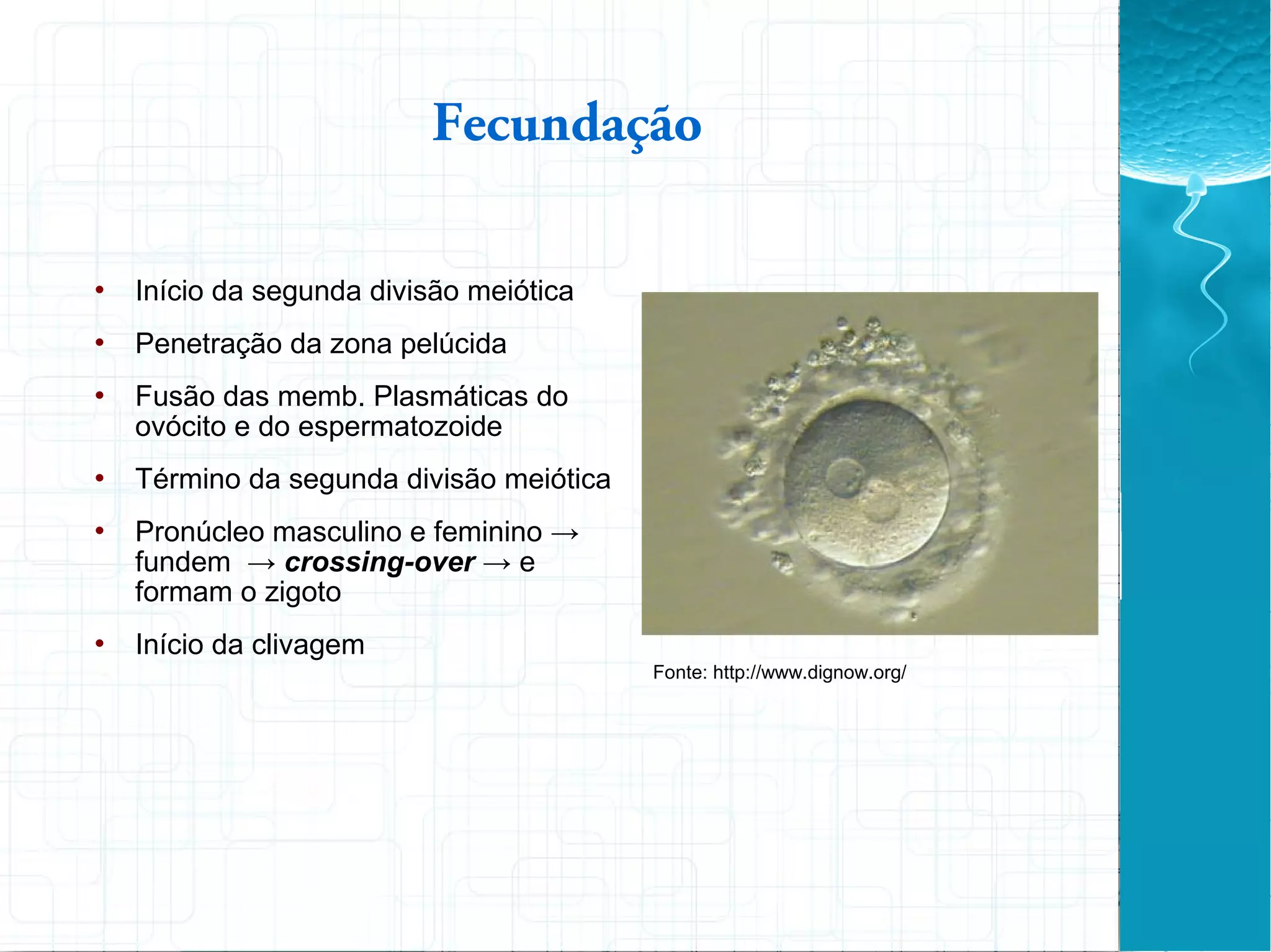 Fecundação
Fonte: http://www.dignow.org/
 Início da segunda divisão meiótica
 Penetração da zona pelúcida
 Fusão das memb. Plasmáticas do
ovócito e do espermatozoide
 Término da segunda divisão meiótica
 Pronúcleo masculino e feminino →
fundem → crossing-over → e
formam o zigoto
 Início da clivagem
 