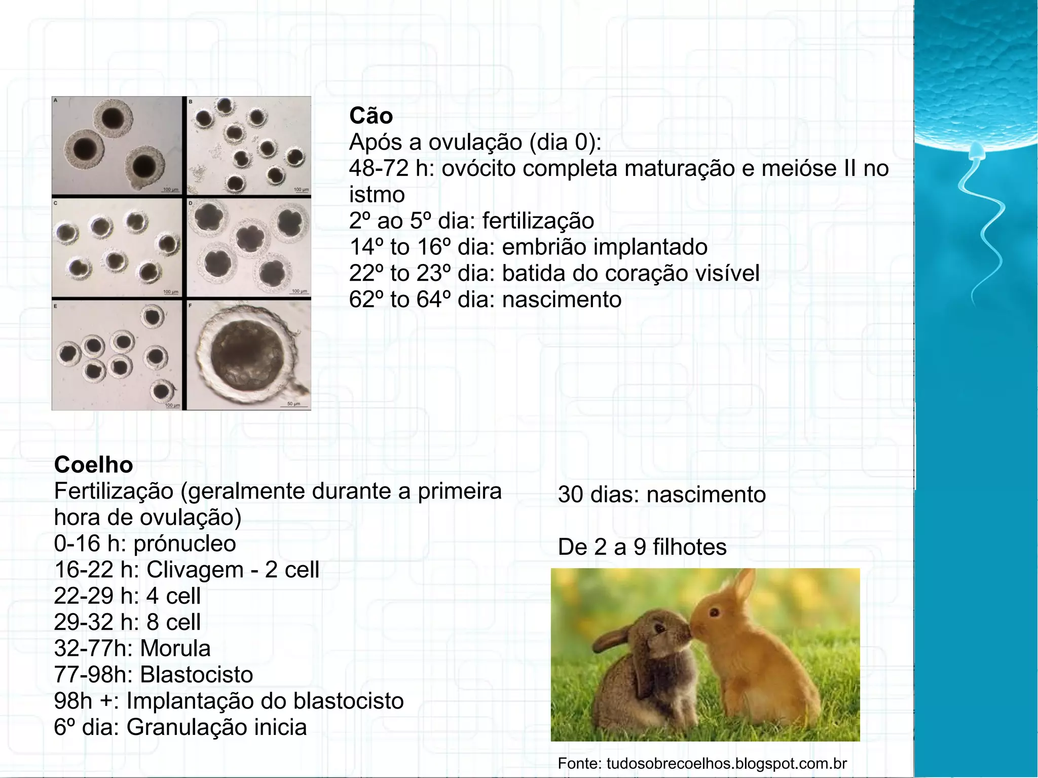 Cão
Após a ovulação (dia 0):
48-72 h: ovócito completa maturação e meióse II no
istmo
2º ao 5º dia: fertilização
14º to 16º dia: embrião implantado
22º to 23º dia: batida do coração visível
62º to 64º dia: nascimento
Coelho
Fertilização (geralmente durante a primeira
hora de ovulação)
0-16 h: prónucleo
16-22 h: Clivagem - 2 cell
22-29 h: 4 cell
29-32 h: 8 cell
32-77h: Morula
77-98h: Blastocisto
98h +: Implantação do blastocisto
6º dia: Granulação inicia
30 dias: nascimento
De 2 a 9 filhotes
Fonte: tudosobrecoelhos.blogspot.com.br
 