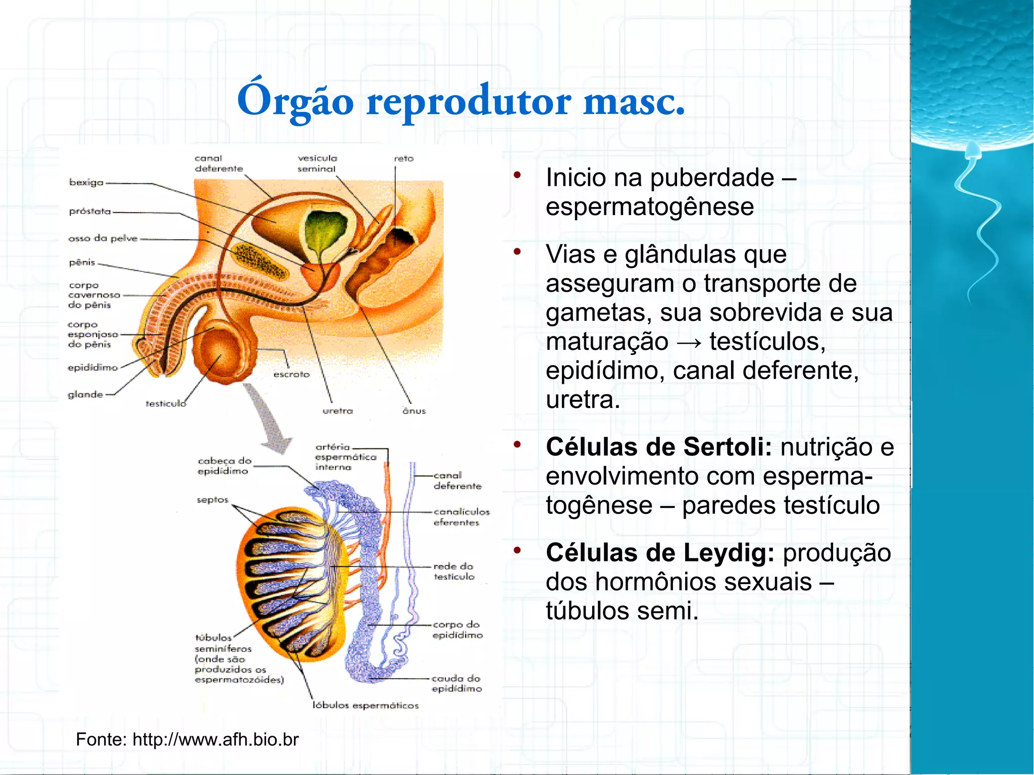 Órgão reprodutor masc.

Inicio na puberdade –
espermatogênese

Vias e glândulas que
asseguram o transporte de
gametas, sua sobrevida e sua
maturação → testículos,
epidídimo, canal deferente,
uretra.

Células de Sertoli: nutrição e
envolvimento com esperma-
togênese – paredes testículo

Células de Leydig: produção
dos hormônios sexuais –
túbulos semi.
Fonte: http://www.afh.bio.br
 