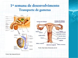 1ª semana de desenvolvimento
Transporte de gametas
Fonte: http://www.afh.bio.br
Fonte: http://www.infoescola.com.br
 