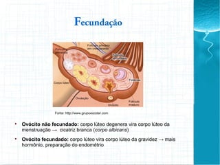 Fecundação
Fonte: http://www.grupoescolar.com

Ovócito não fecundado: corpo lúteo degenera vira corpo lúteo da
menstruação → cicatriz branca (corpo albicans)

Ovócito fecundado: corpo lúteo vira corpo lúteo da gravidez → mais
hormônio, preparação do endométrio
 