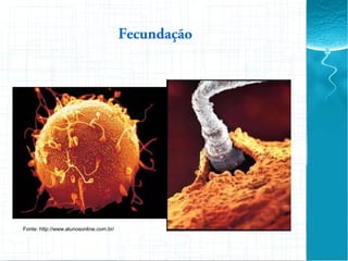 Fecundação
Fonte: http://www.alunosonline.com.br/
 