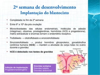 2ª semana de desenvolvimento
Implantação do blastocisto

Completada no fim da 2ª semana

Entre 6º a 10º dia pós ovulação

Microvilosidades das células endometriais, moléculas de adesão
(integrinas), citosinas, prostaglandinas, hormônios (hCG e progesterona),
matriz extracelular e enzimas tornam o endométrio receptivo.

Trofoblasto → citotroflobasto e sinciciotrofoblasto

Sinciciotrofoblasto → produz hormônio glicoproteico, gonadotrofina
coriônica humana (hCG) → mantém a atividade do corpo lúteo no ovário
durante a gravidez

hCG é detectado nos testes de gravidez
Gravidez ectópica
Gravidez tubária
Gravidez abdominal
Inibição de implantação
Progesterona/estrogênio
 