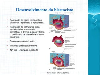 Desenvolvimento do blastocisto

Formação do disco embrionário
bilaminar - epiblasto e hipoblasto;

Formação de estruturas extra-
embrionárias: a cavidade
amniótica, o âmnio, o saco vitelino,
o pedúnculo de conexão e o saco
coriônico.

Celoma extraembrionário

Vesícula umbilical primitiva

12º dia → tampão recoberto
Fonte: Moore & Persaud (2003).
 